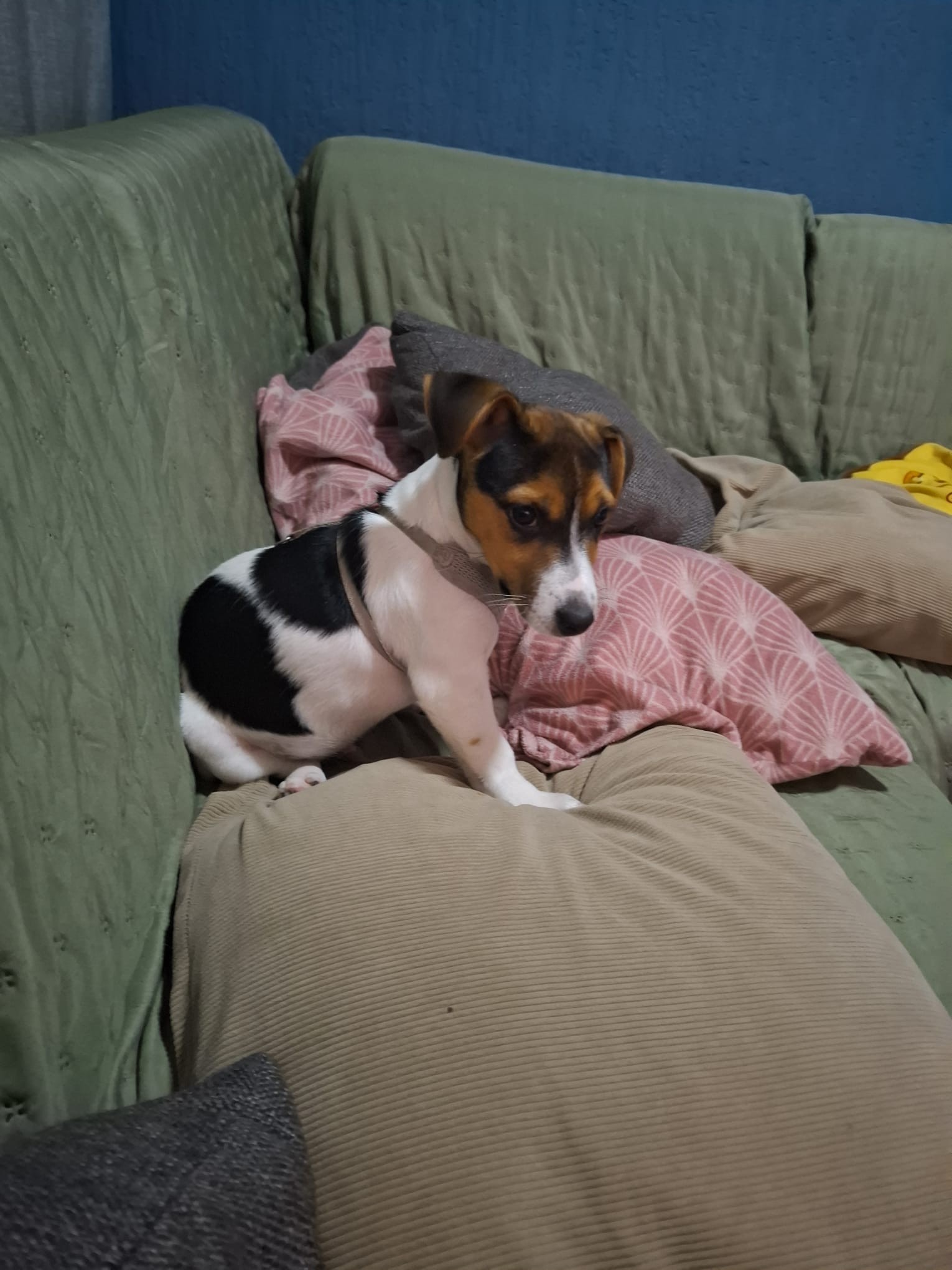 BuddySocial foto